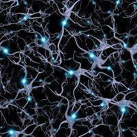 Finding Unlocks Neurogenesis Mystery