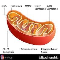 The Mighty Mitochondria: Revisiting the Cell's Workhorse in Adipose Tissue