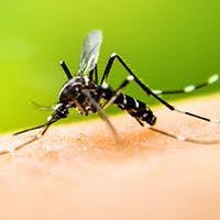 NIH Looks to Uncover Connection Between Zika and HIV