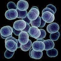 Anti-Biofilms Show Promise Against Common Drug-Resistant Bacteria
