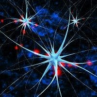 Study: Memories Are Built One Neuron at a Time