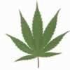 Federal Marijuana Prohibition No Hurdle to New Study