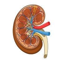 Clinical Transplantation Trial Tests Use of Hepatitis C-Infected Kidney