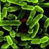 Carbon Monoxide Sparks Immune Response to Bacterial Infections 
