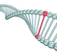 More Information on the Genetic Link between Psoriasis, Obesity, and Diabetes