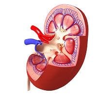 Kidney Disease Risk Higher with Longer Exposure to Antiretrovirals, Study Finds