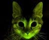 Glow-in-the-Dark Cats Help In Fight Against AIDS