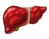 Study: Some MicroRNAs Play Role in Fatty Liver