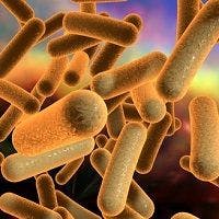Fecal Microbes Remain 2 Years After Transplant to Treat Clostridium difficile