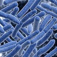 Growth Rate of Gut Bacteria Related to Specific Diseases 