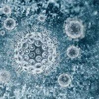 New Clues in HCV Replication