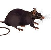 Epilepsy Drug Is Promising Rat Poison Antidote