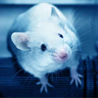 Researchers Create a Mouse that Can Get MERS
