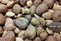 Tree Nuts and Type 2 Diabetes: Is the Science Conclusive?   