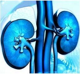 8-Question Quiz on Renal Homeostasis in Type 2 Diabetes