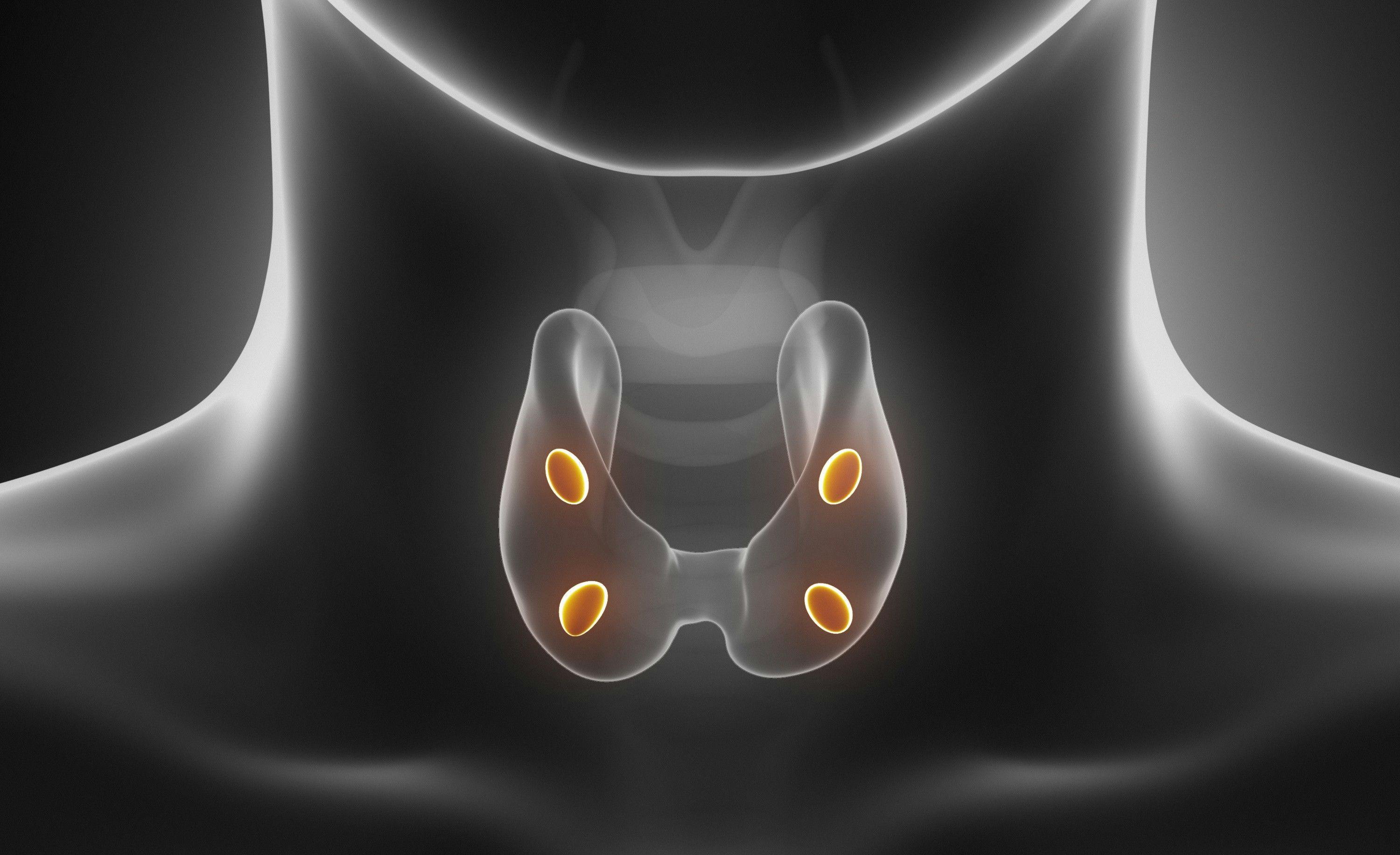 Digital illustration of parathyroid gland anatomy