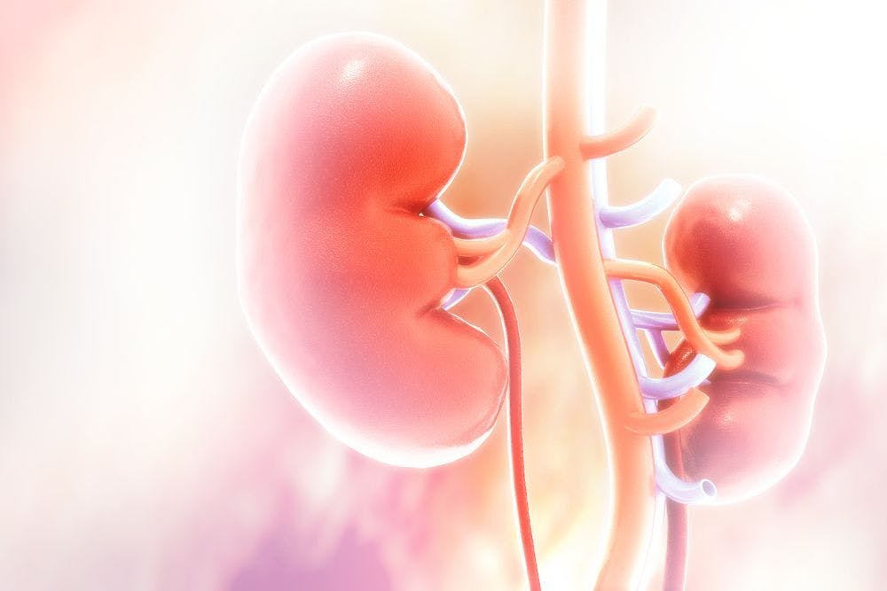 Digital illustration of kidneys.