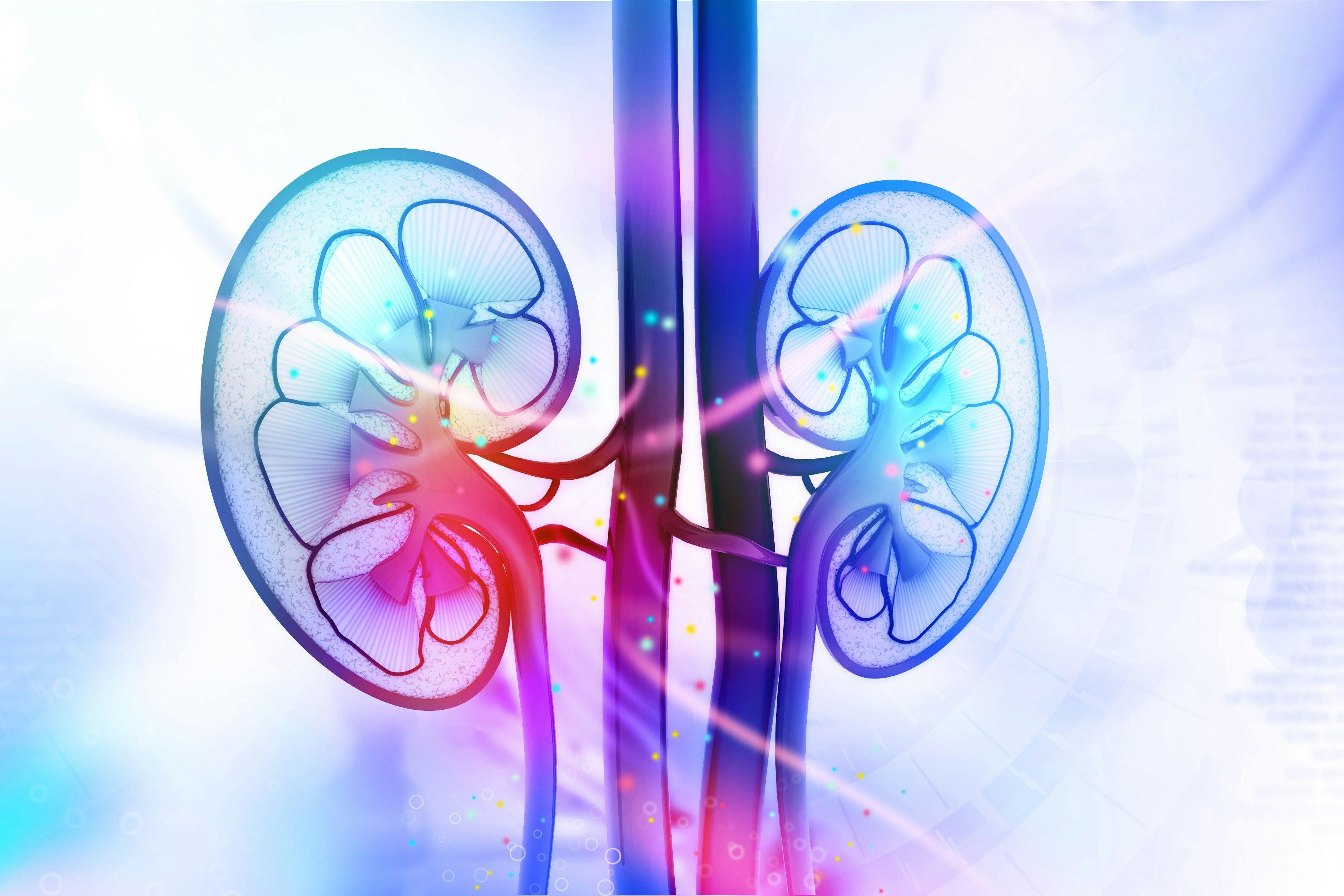 Digital illustration of kidneys.