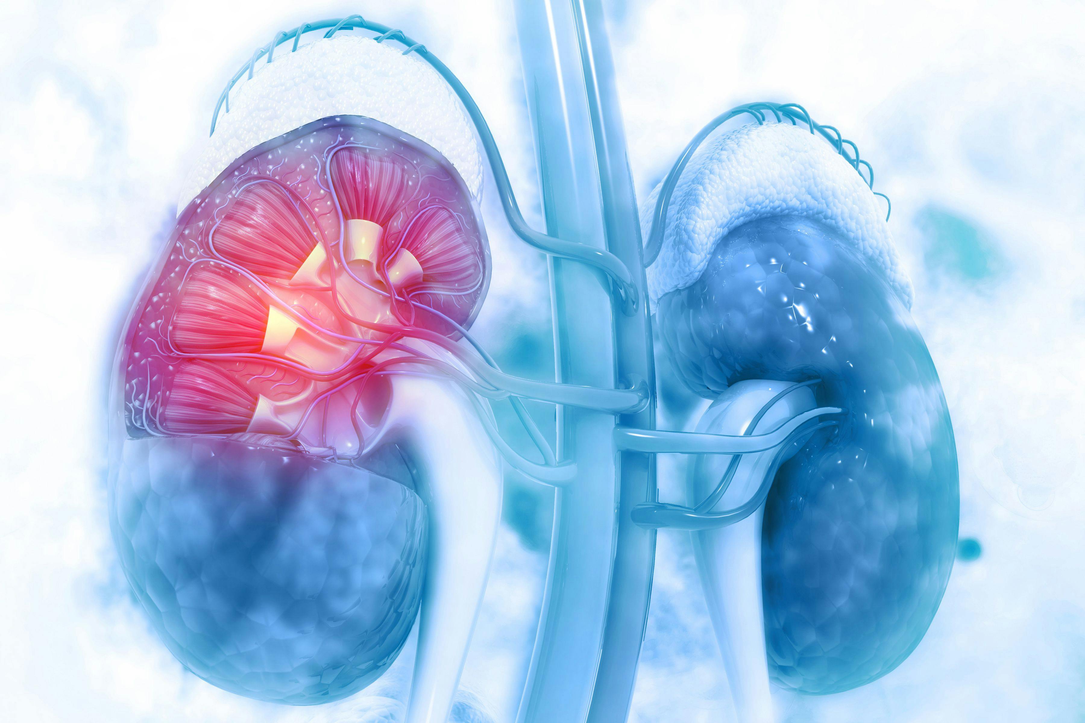 Digital illustration of anatomically correct kidneys | Credit: Adobe Stock