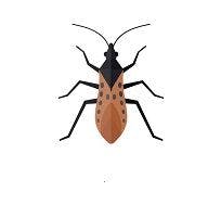 Chagas Disease Affects More than 300,000 in US