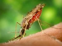 Malaria Gene Becoming Resistant to Most Effective Drug in Africa