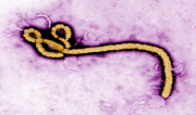 American Ebola Patients Discharged from Atlanta Hospital