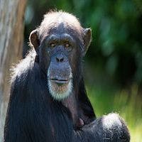 Social Chimpanzees Have More Varied Guts 