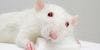 Social Deficits Linked to Autism, Schizophrenia Stimulated in Mice with New Technology