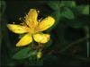 Scientists Issue Warning for Mixing St. John's Wort and Some Prescriptions
