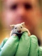 Researchers Find 'Cure' for Rheumatoid Arthritis in Mice