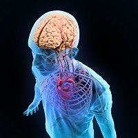 Strokes are a Risk Factor for Vascular Cognitive Disorder