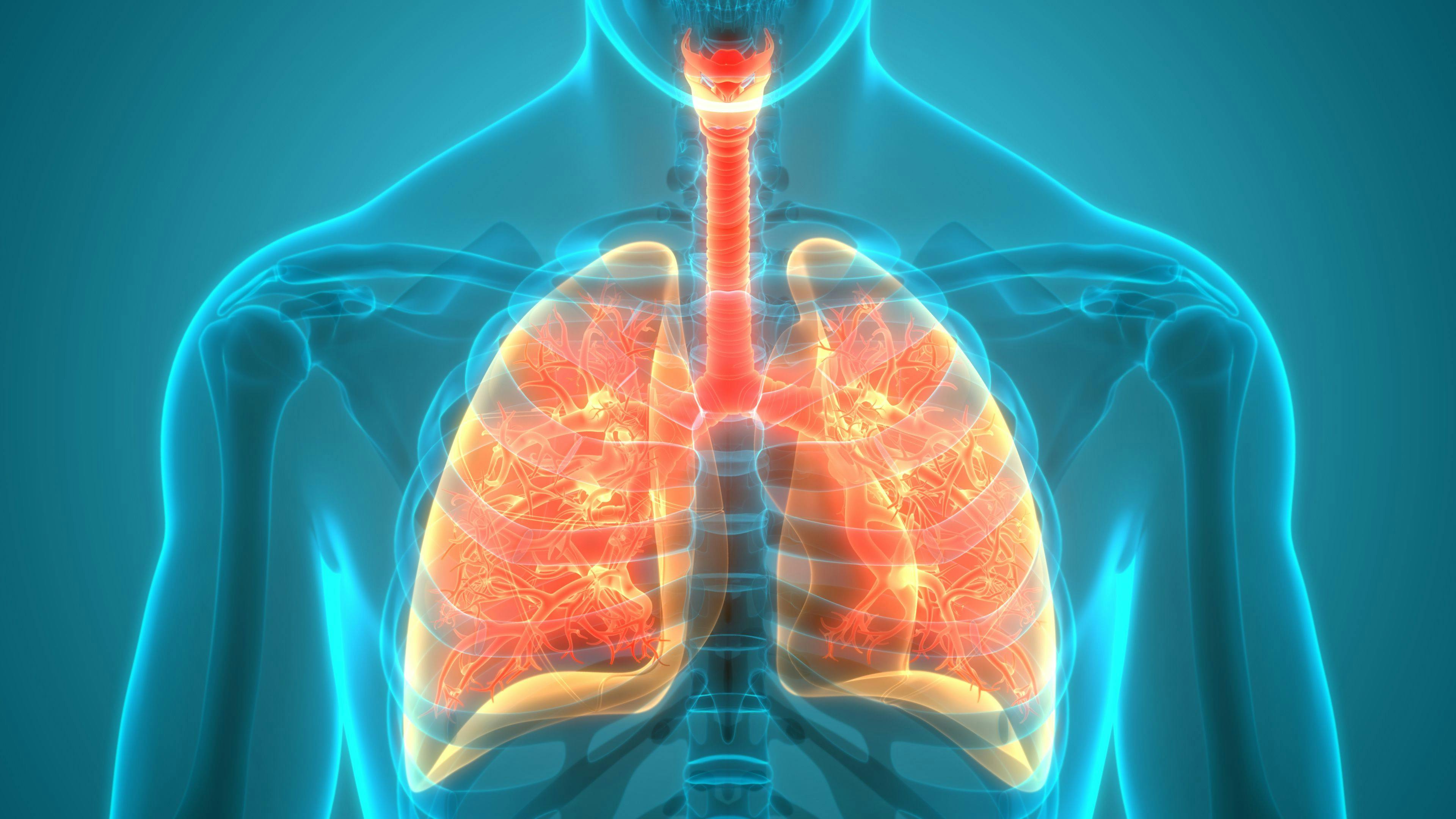 Digital illustration of lungs. | Credit: Adobe Stock