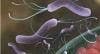 Glutamine May Reduce Damage from Helicobacter pylori Infection