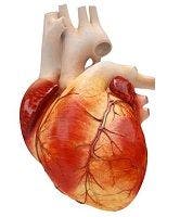 Explanation Found for Diuretic Resistance in Heart Failure