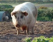 Studies Show Airborne Transmission of Ebola Rare in Pigs, Unlikely in Humans