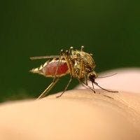 It's Officially Mosquito Season: Study Predicts West Nile Virus Outbreak