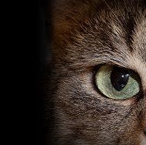 New Ocular Toxoplasmosis Review: Cats Carry, Triple-Therapy Clears