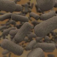 Bacteria Band Together to Fight Infection