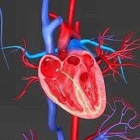 Imaging Shows How Stress Leads to Cardiovascular Disease