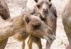 Thank LLamas, Camels for Your C. Diff Medication