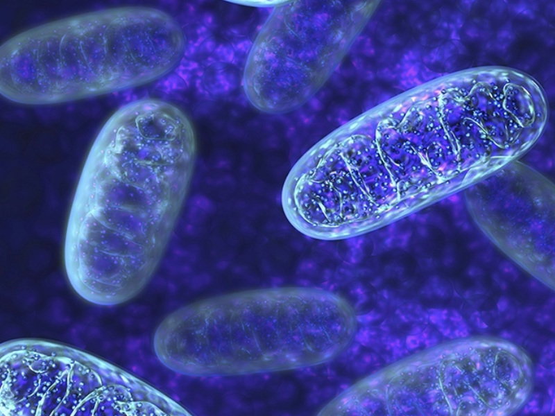 FDA Grants Orphan Drug Designation to KL1333 for Mitochondrial Diseases Treatment