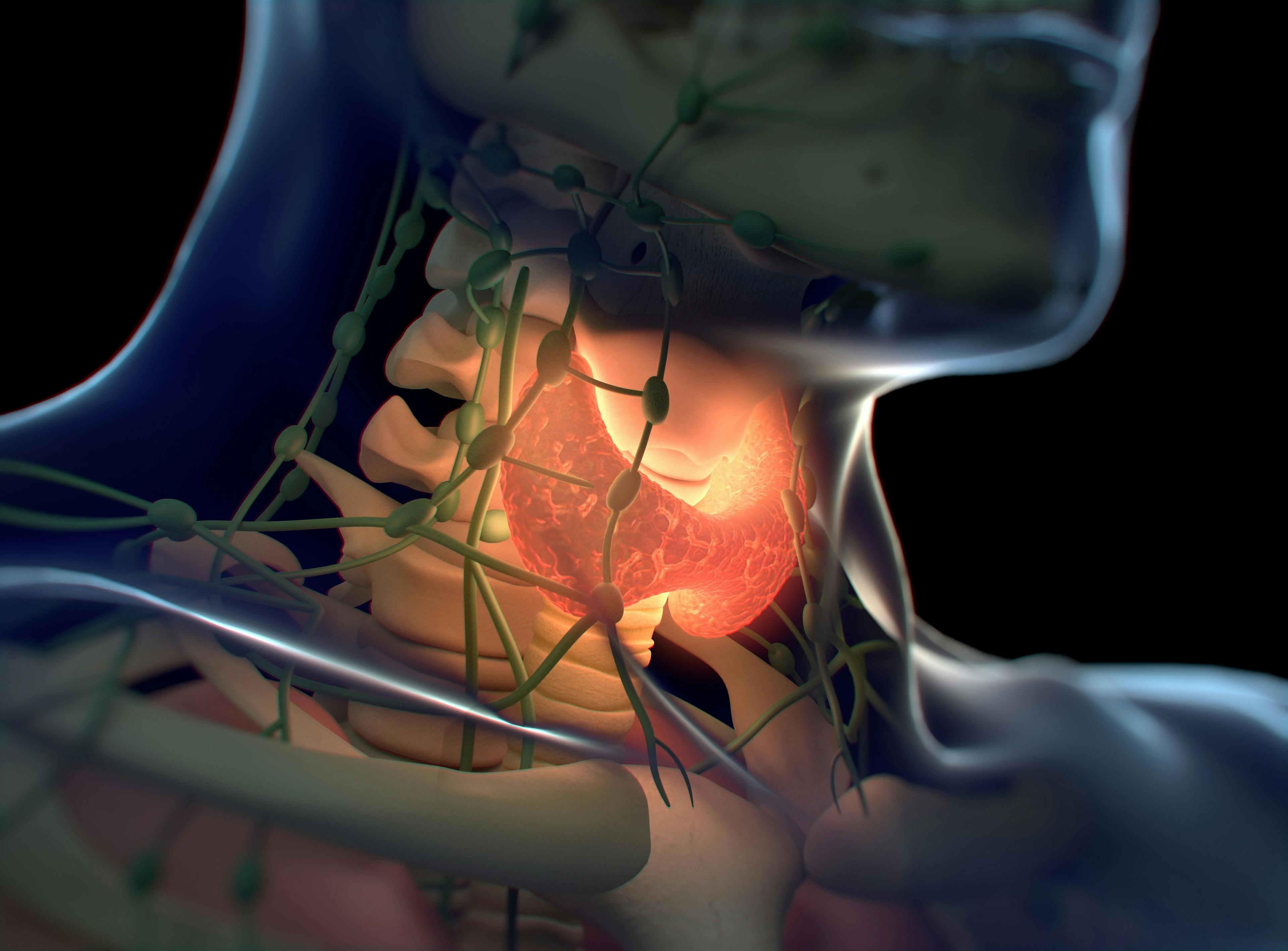 Digital illustration of a thyroid gland