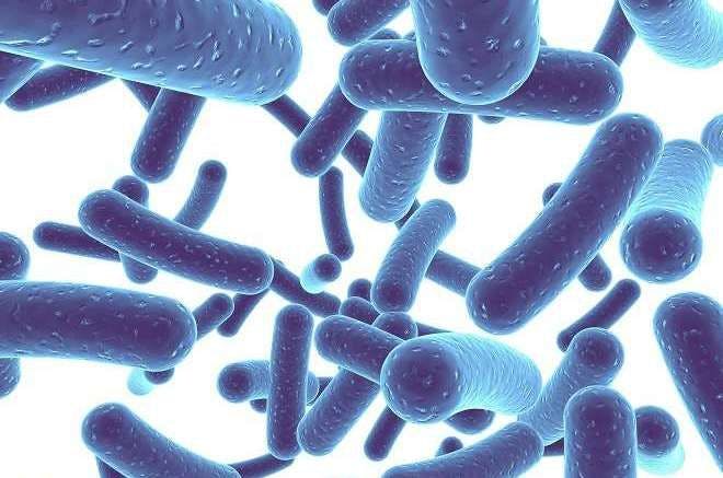 Can Probiotic Bacteria Treat PKU? Potential Therapy Enters the Clinic