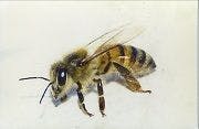 Study Finds Low Risk of Systemic Reaction Following Bee Sting in Patients Who Had Previously Been Stung
