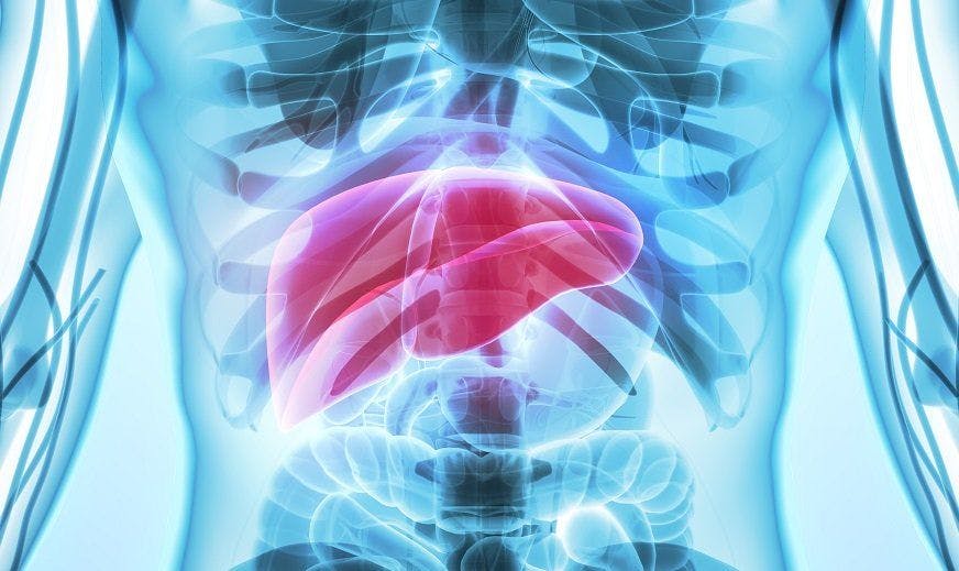 abdominal region x-ray with liver highlighted in red | Credit: Adobe Stock