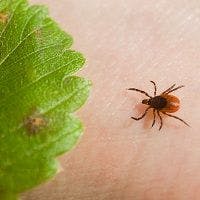Ticks' Migration Linked to Changes in Disease Prevalence  