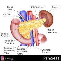 Measuring the Diameter of the Pancreatic Duct During Secretin Stimulation Is Not a Reliable Test for Pancreatic Insufficiency