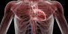 American Heart Association Identifies the Year's Top Cardiovascular and Stroke Research
