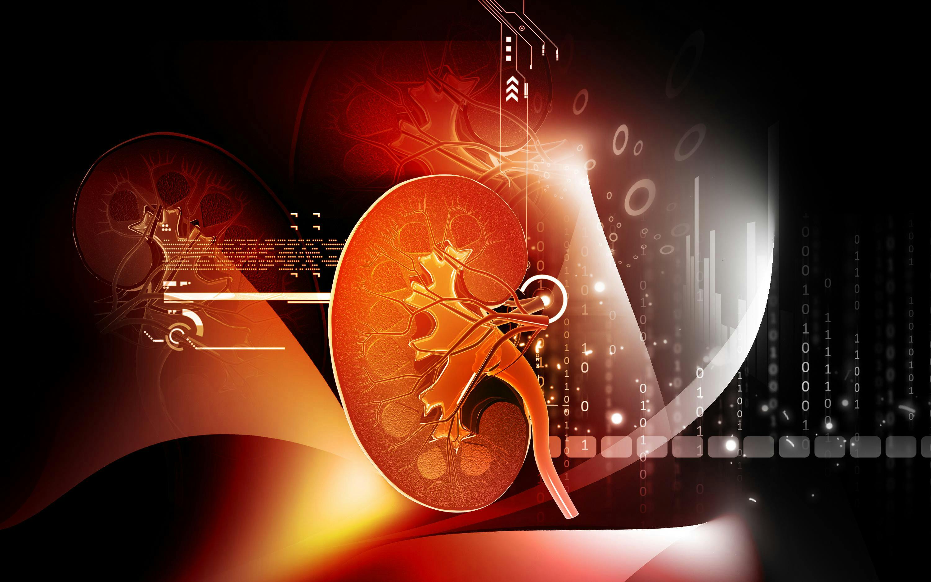 Digital illustration of a kidney.