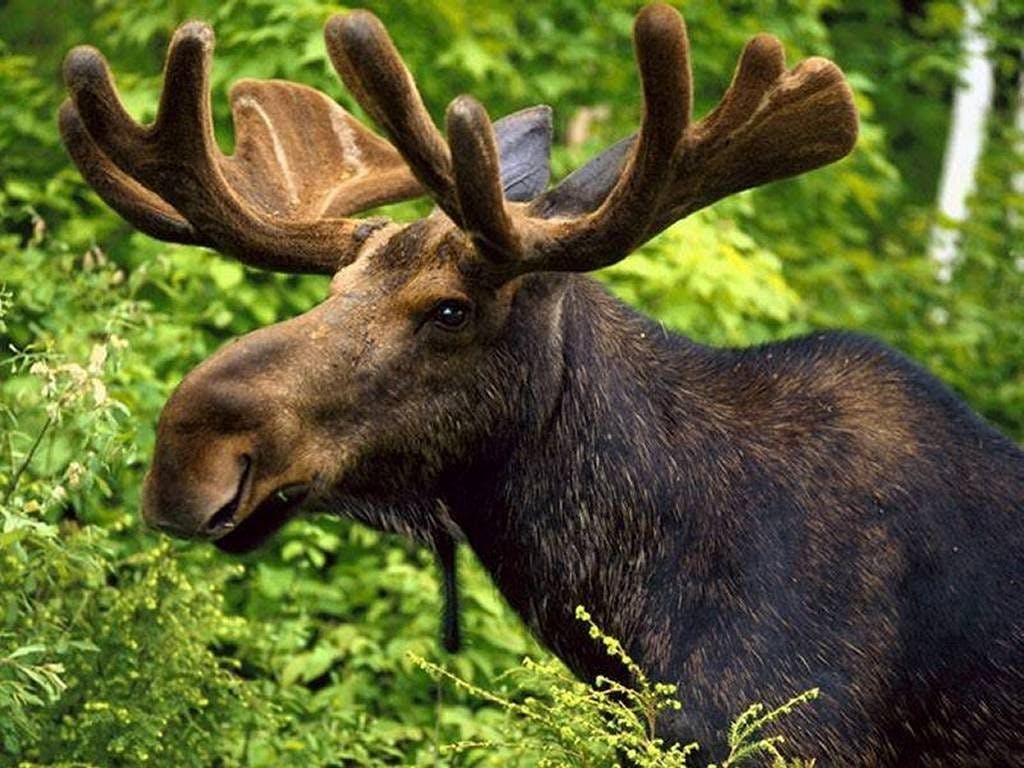 Malnutritioned Moose may Shed Light on Osteoarthritis